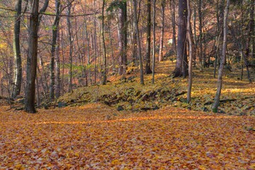 Vlci rokle - stonefall in beach forest during autumn