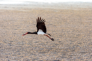 Black Stork on a lake in an early autumn morning near Zikhron Ya'akov, Israel. 