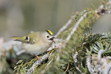 The beautiful Gold crest in breeding season (Regulus regulus)
