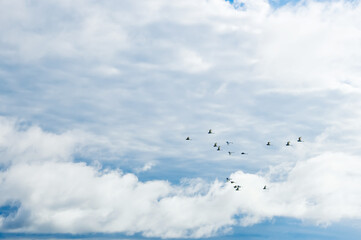 Birds fly over the river, Indian village in the Amazon jungle, tribal cultures, South America, Peru, Ecuador
