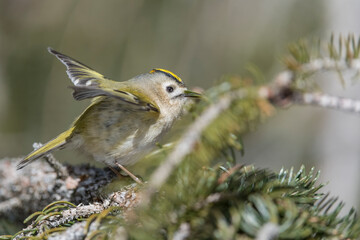 A very small passerine bird, the Gold crest (Regulus regulus)