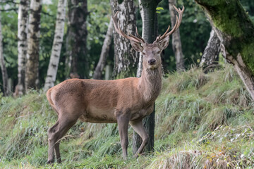 The Red deer male in the forest (Cervus elaphus)