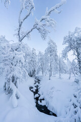 A stream at Pallas fell in Finnish Lapland flowing through snow covered winter landscape. Lappish spruce trees are dressed in snow and ice.