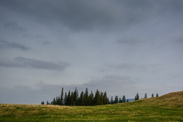 pine trees in a hilly green landscape
