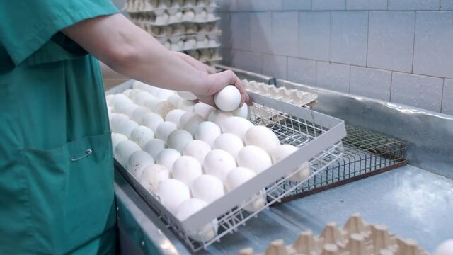 The hands are placed a goose egg in lattice for incubation. A worker lays duck eggs for production incubation