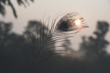 peacock feather sunlight morning