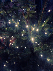 christmas tree lights © Sieku Photo