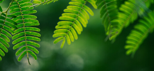 leaflets arrangements green morning