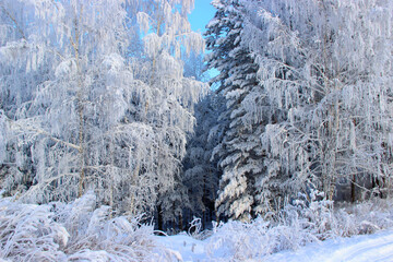 Winter landscape. Rime ice covers all plants: trees, shrubs and dry grass. And above all this is a clear cloudless sky.