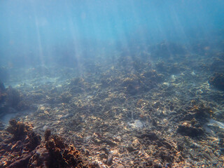 Fototapeta na wymiar Underwater blue ocean and coral reef with sunray for background or backdrop