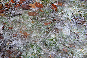 frost on the grass after the first snow