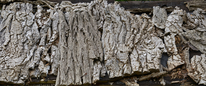 bark, tree bark, trunk, macro, close up, crack, wood, decoration, plant, wooden, woody, deco, background, underground, detail, nature, natural, texture, textures, biological, bark detail, flora, knott