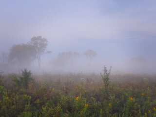Misty Morning on the Prairie: Beautiful sunrise on the prairie as the fog lifts revealing wildflowers and a few trees on this tranquil scene in the summer on the field