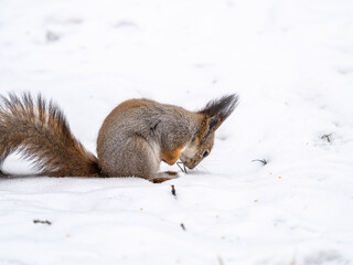 Naklejka na ściany i meble Squirrel hides nuts in the white snow