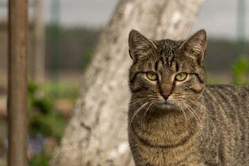 Kater schaut Dich an