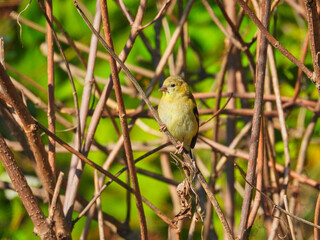 Finch on a Branch: An American goldfinch branch in the brush on an early summer morning at sunrise 