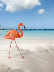 Poster flamenco walking along the caribbean beach © Martincorr