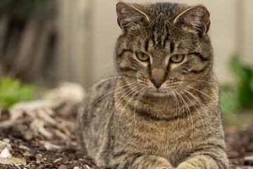 Kater blickt nach unten