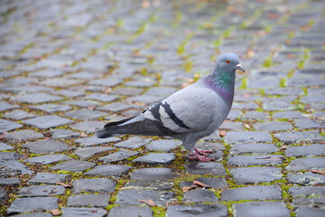 A gray pigeon runs in the city on cobblestones, with space for text