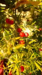 red berries on a branch