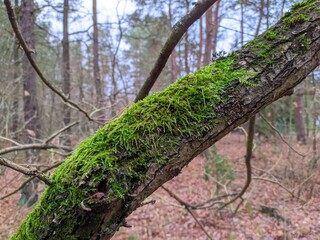 tree branch covered with moss