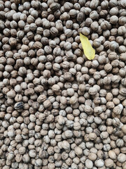 Organic walnut background, a scattered pile of walnuts with a yellow autumn leaf on them.