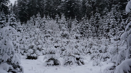 Fototapeta na wymiar snow in the forest