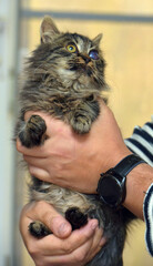 kitten with sore eyes, lesion of the cornea of the eye