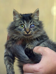 kitten with sore eyes, lesion of the cornea of the eye