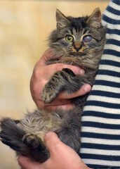 kitten with sore eyes, lesion of the cornea of the eye