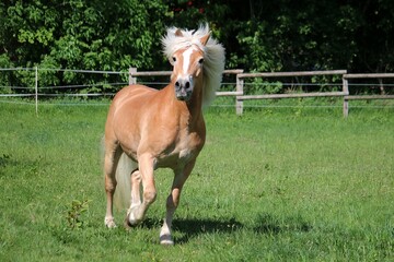 Fototapeta premium beautiful haflinger horse is running on the paddock in the sunshine