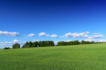 Fototapeta premium Gradient blue sky with clouds, a hillside with a strip of green trees. In the foreground is a green field of the new crop.