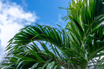 石垣島の植物