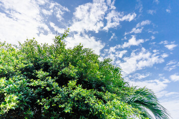 石垣島の青空と植物