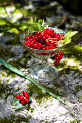 red currant
