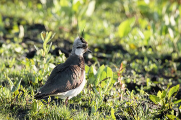 Northern Lapwing in the grass