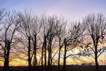 tree crowns against the sky after sunset in autumn