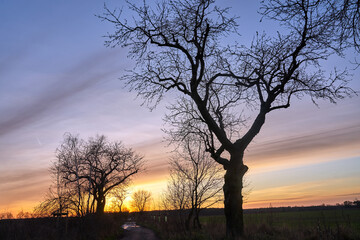 tree crowns against the sky after sunset in autumn