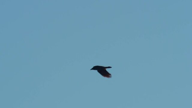 wildlife bird outdoor - raven in flight 2x slowmo