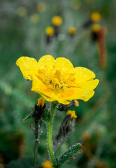 Obraz premium Dew drops on the grass and flowers