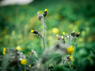Dew drops on the grass and flowers