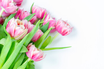 Pink tulips on a white background. Flat lay, top view. Valentine background. Spring mood. Horizontal, copy space.