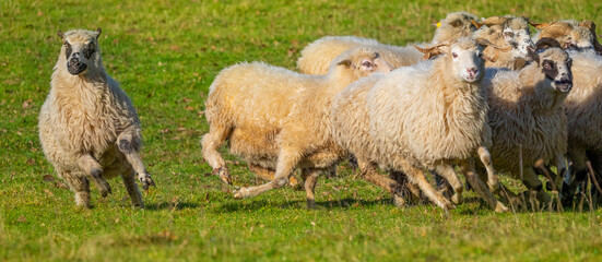sheep are running on a meadow