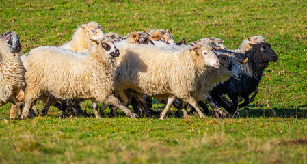 sheep are running on a meadow