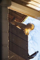 squirrel on roof shot trough window