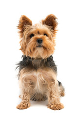 Cute yorkie terrier isolated on white