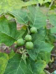 Eggplant, Solanum torvum
