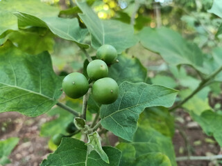 Eggplant, Solanum torvum