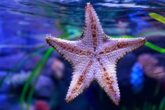 sea stars seen from below