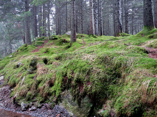 Idyllic mossy forest floor in the cold season